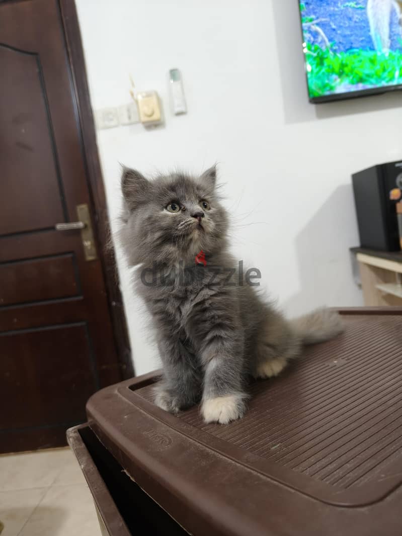 Baby cat British Longhair Gray color 1