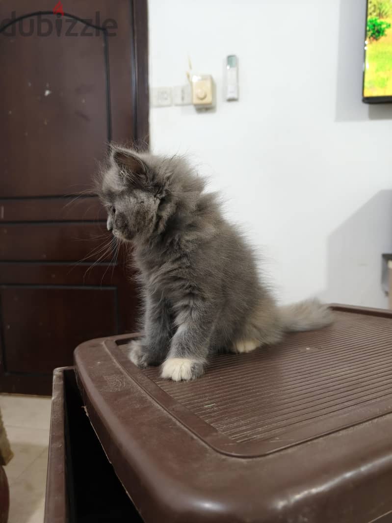 Baby cat British Longhair Gray color 2