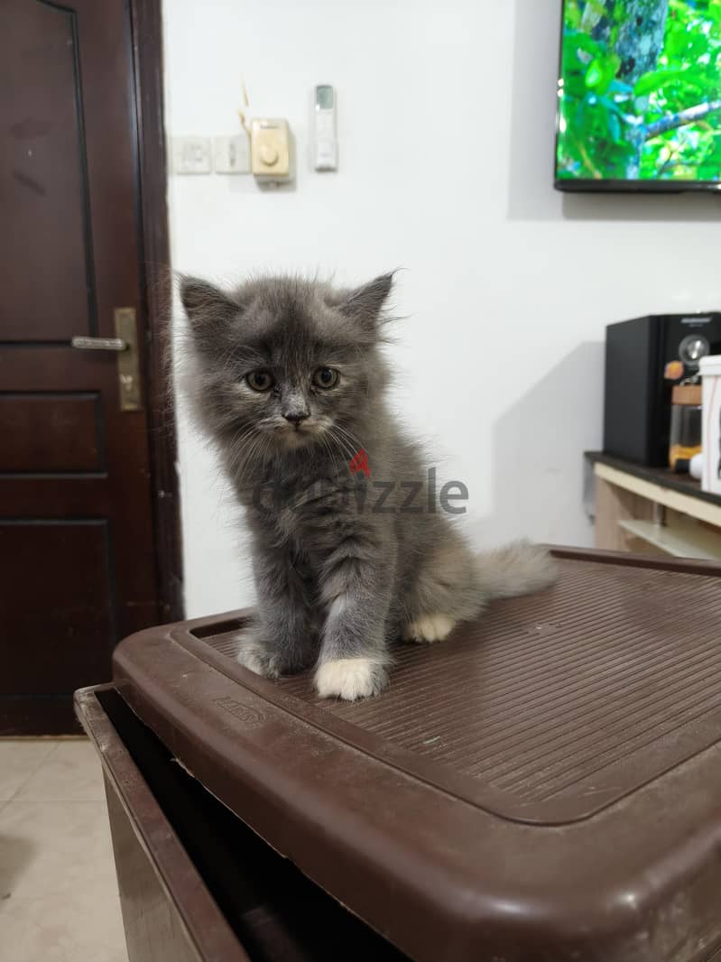 Baby cat British Longhair Gray color 3
