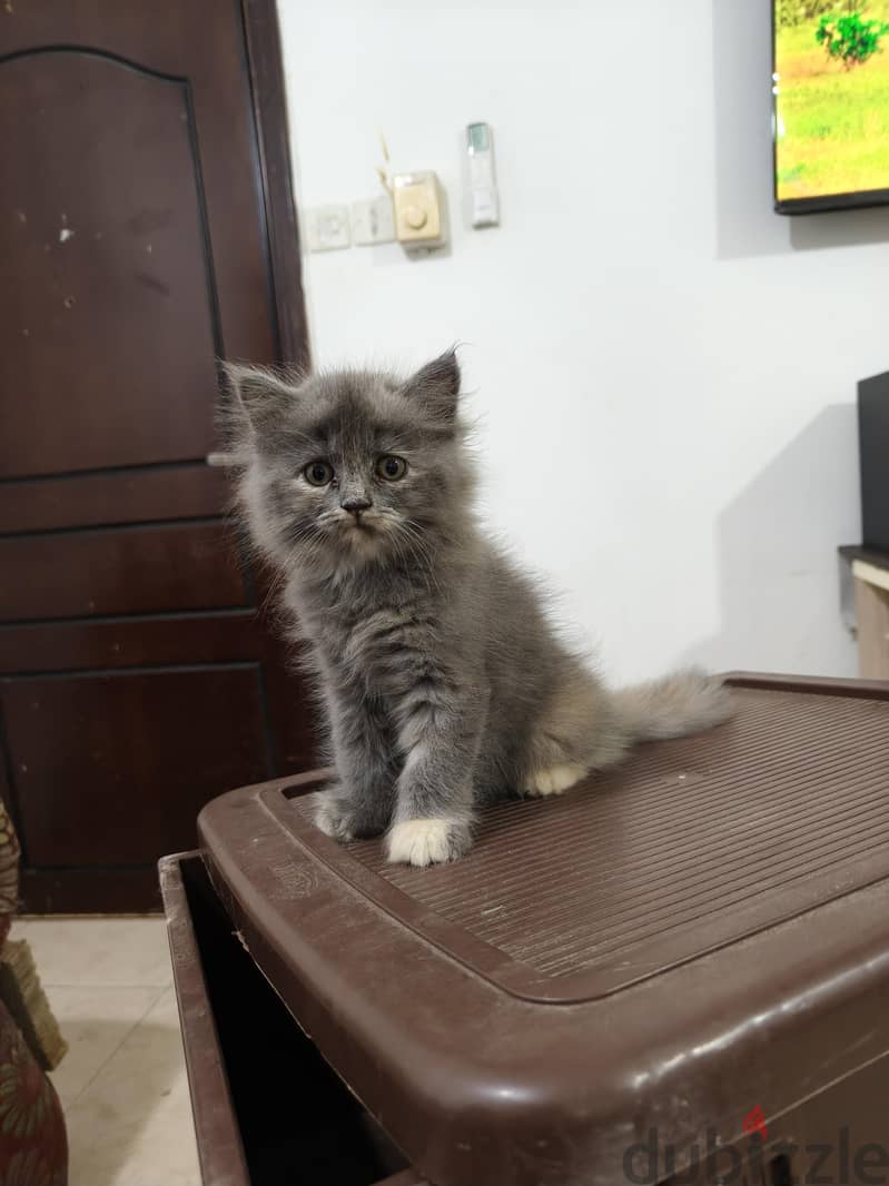 Baby cat British Longhair Gray color 4
