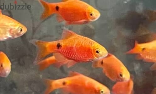 Rosybarb