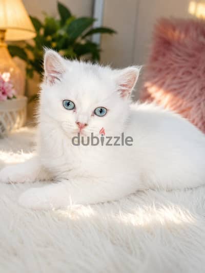قطط صغيره kitty for sale