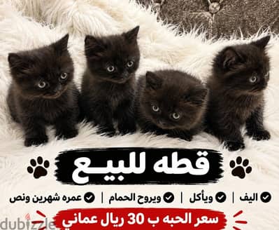قطط صغيره + كبيره