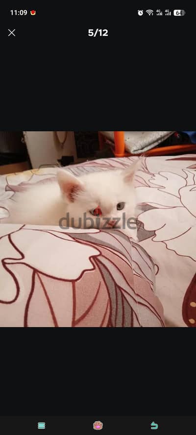 cat and kitten for sale