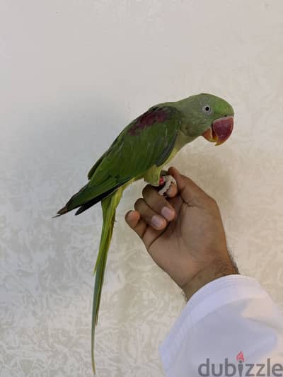 زوج ببغاء نيبالي