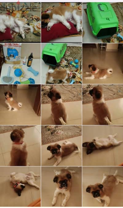 Shih Tzu Puppy For Sale 93728674