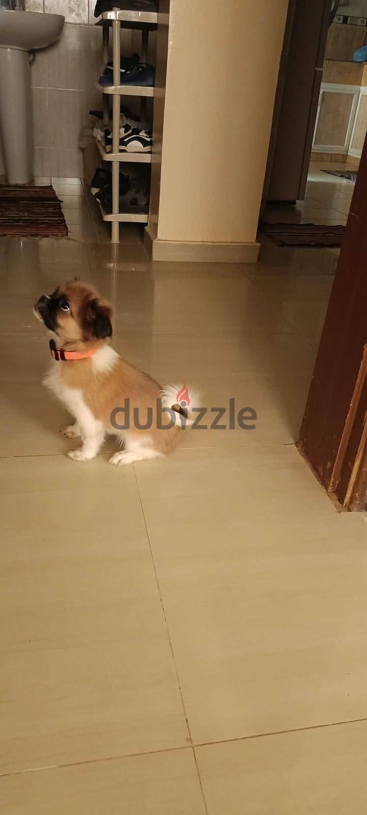 Shih Tzu Puppy For Sale 93728674 1