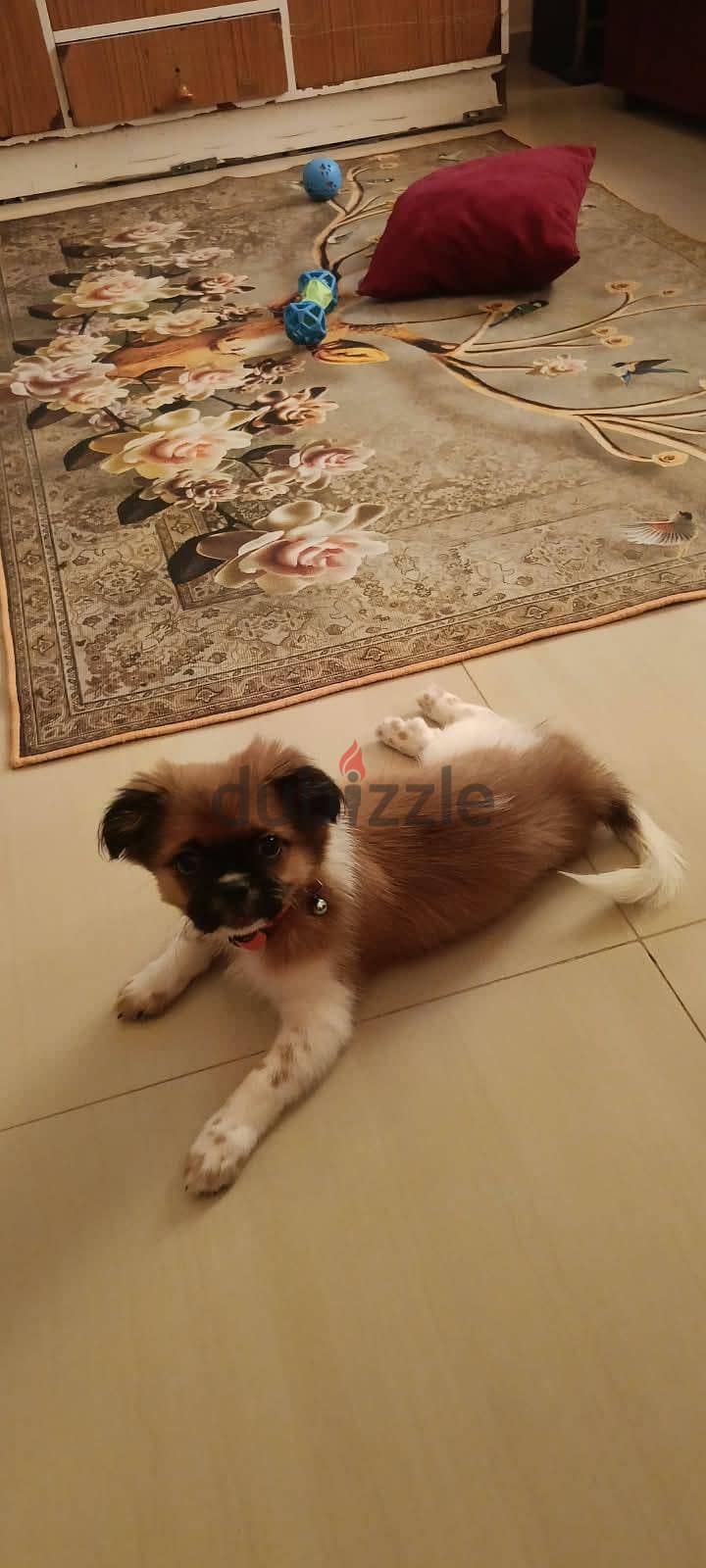 Shih Tzu Puppy For Sale 93728674 2