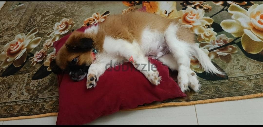Shih Tzu Puppy For Sale 93728674 3