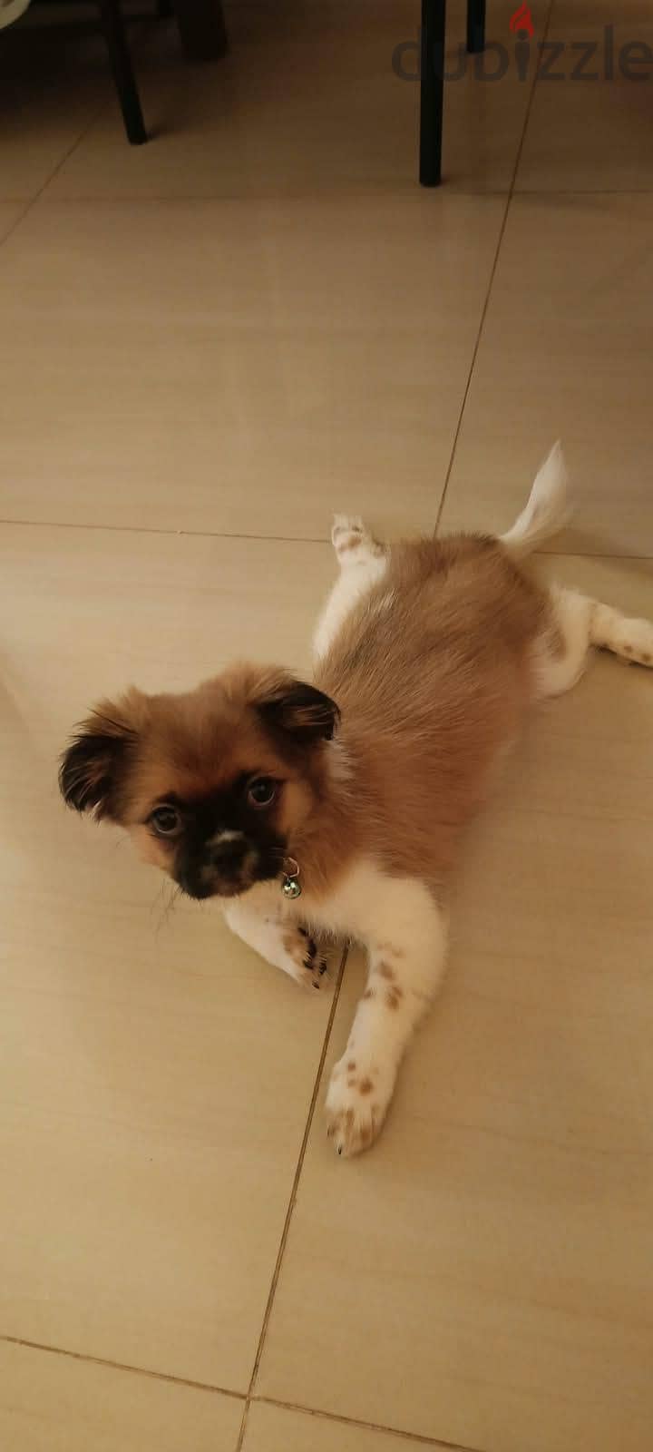 Shih Tzu Puppy For Sale 93728674 5