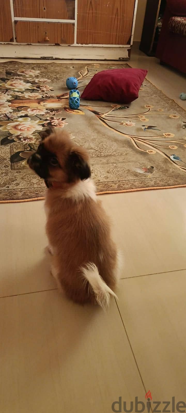Shih Tzu Puppy For Sale 93728674 7