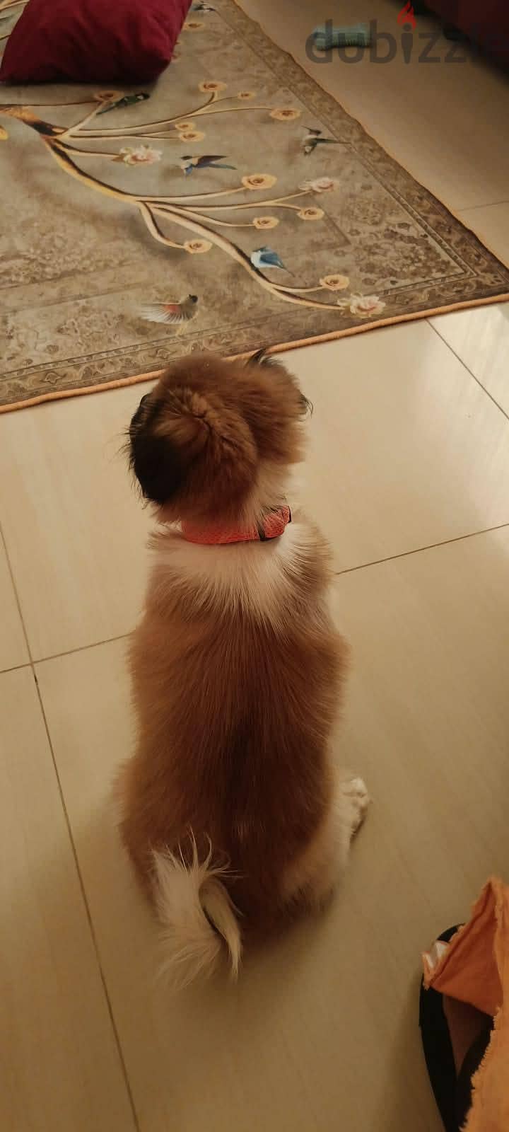 Shih Tzu Puppy For Sale 93728674 9