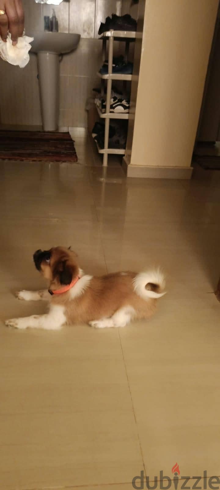Shih Tzu Puppy For Sale 93728674 10