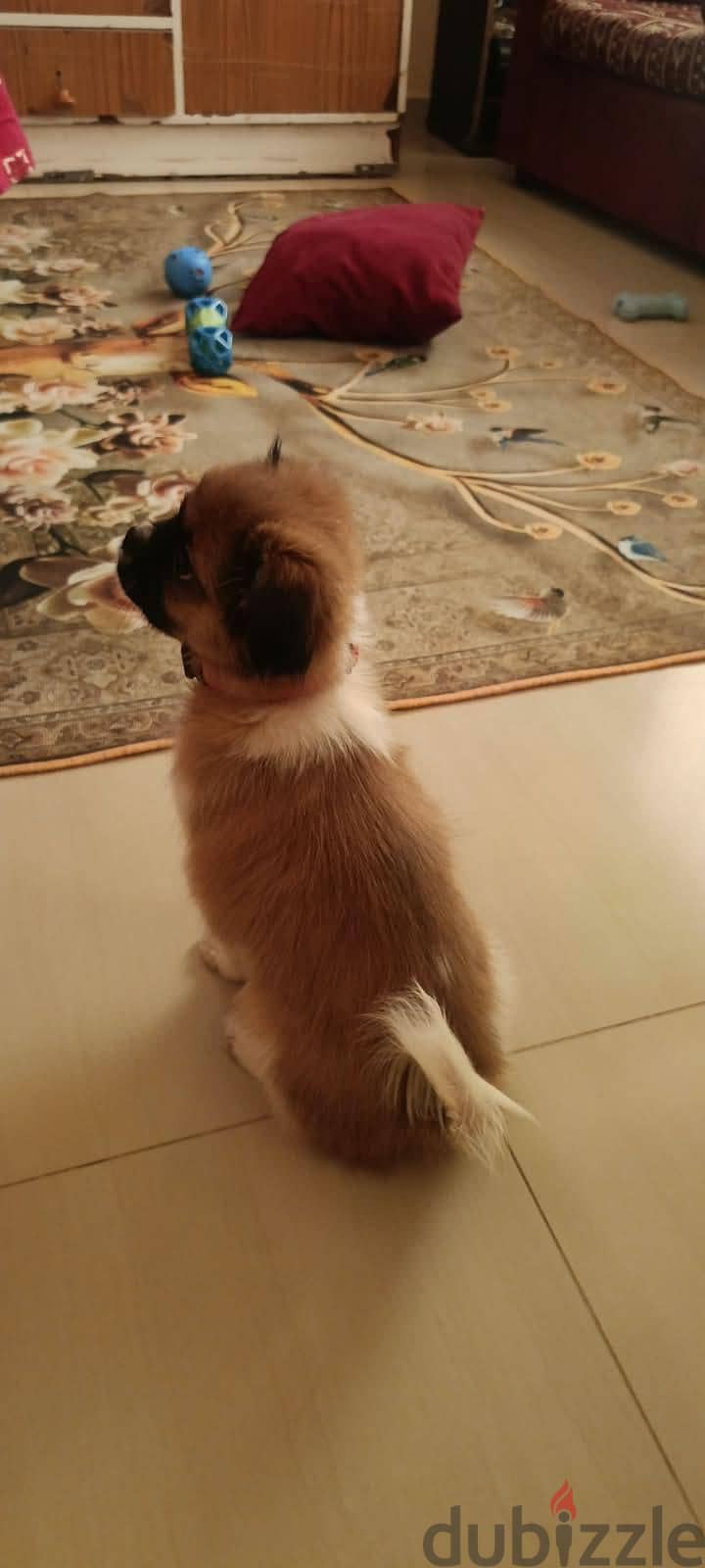 Shih Tzu Puppy For Sale 93728674 11