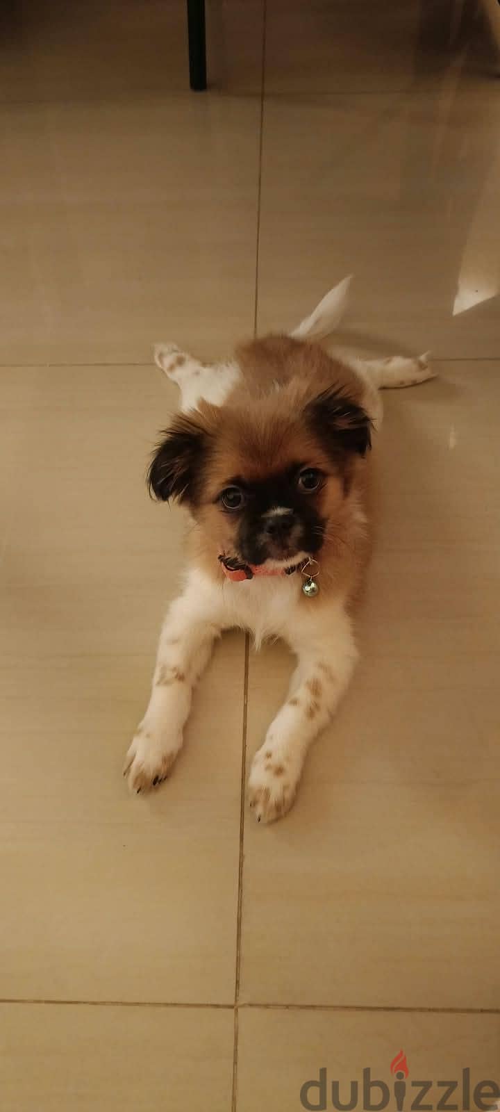 Shih Tzu Puppy For Sale 93728674 12