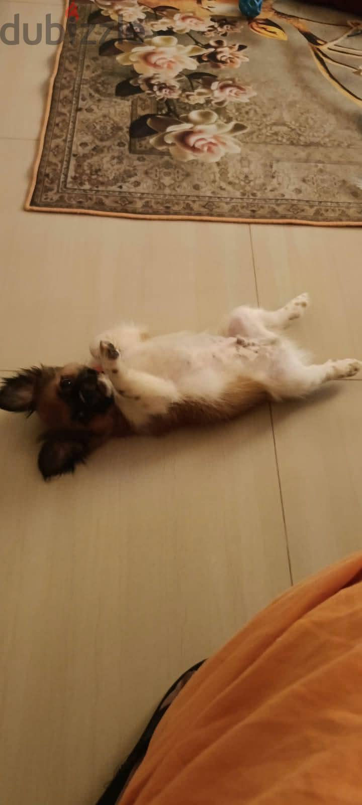 Shih Tzu Puppy For Sale 93728674 13
