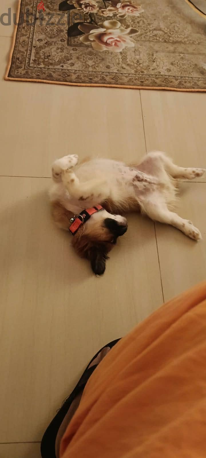 Shih Tzu Puppy For Sale 93728674 14