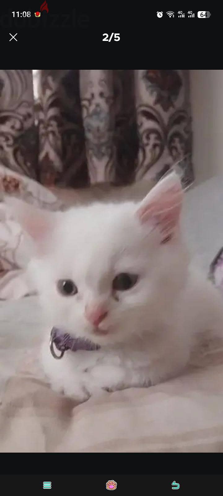 cat or kitten for sale 1