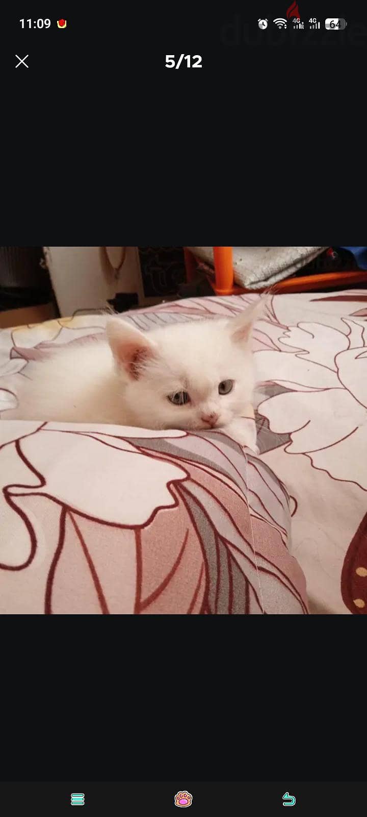 cat or kitten for sale 3