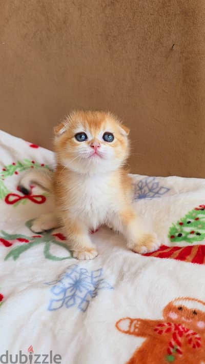 Scottish Male Kittens