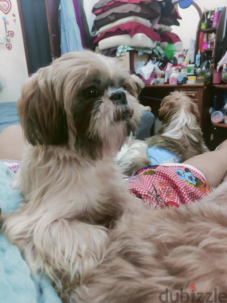 adoption 1