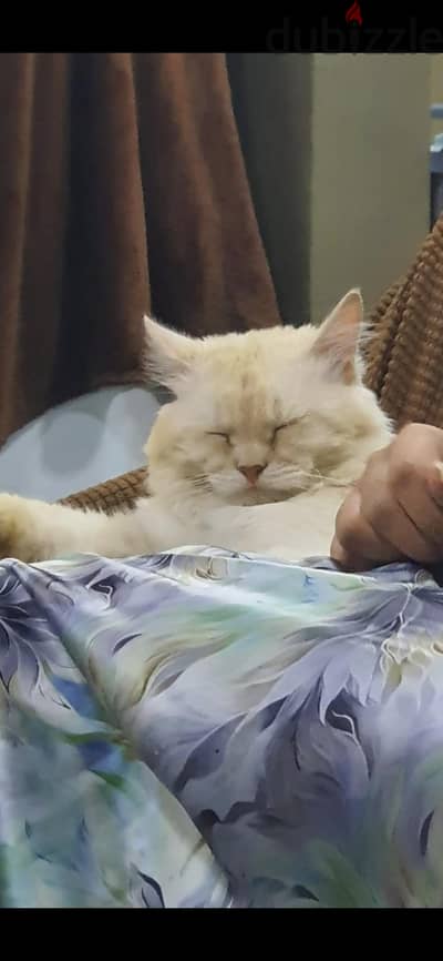 cat pet