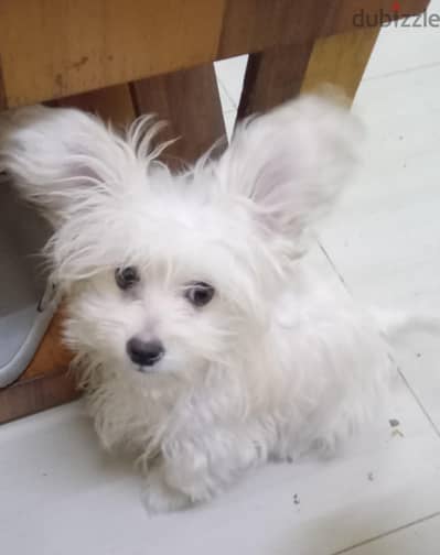 Yorkshire terrier puppies for sale