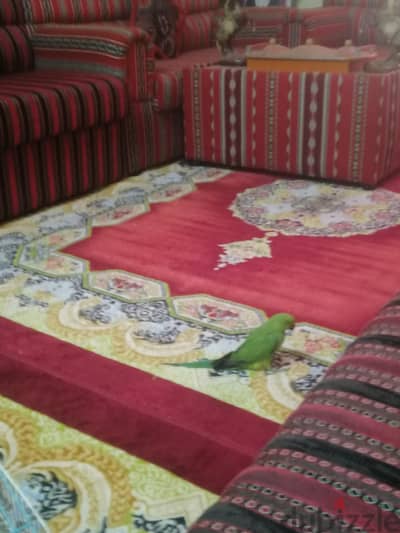 Parrot for sale