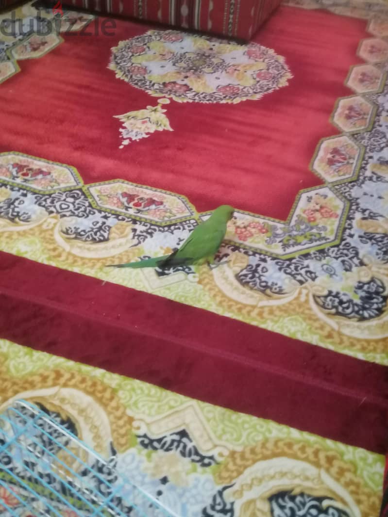 Parrot for sale 1