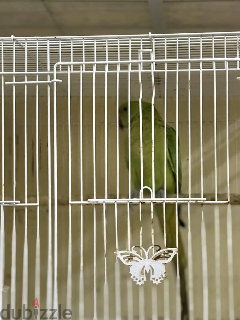 Parrot for sale 2