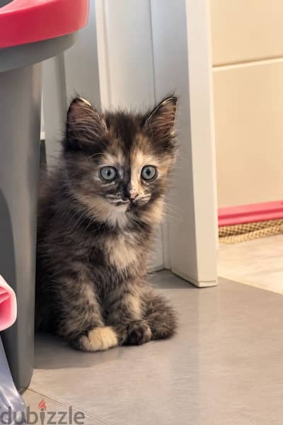 Kitten for sale free of cost
