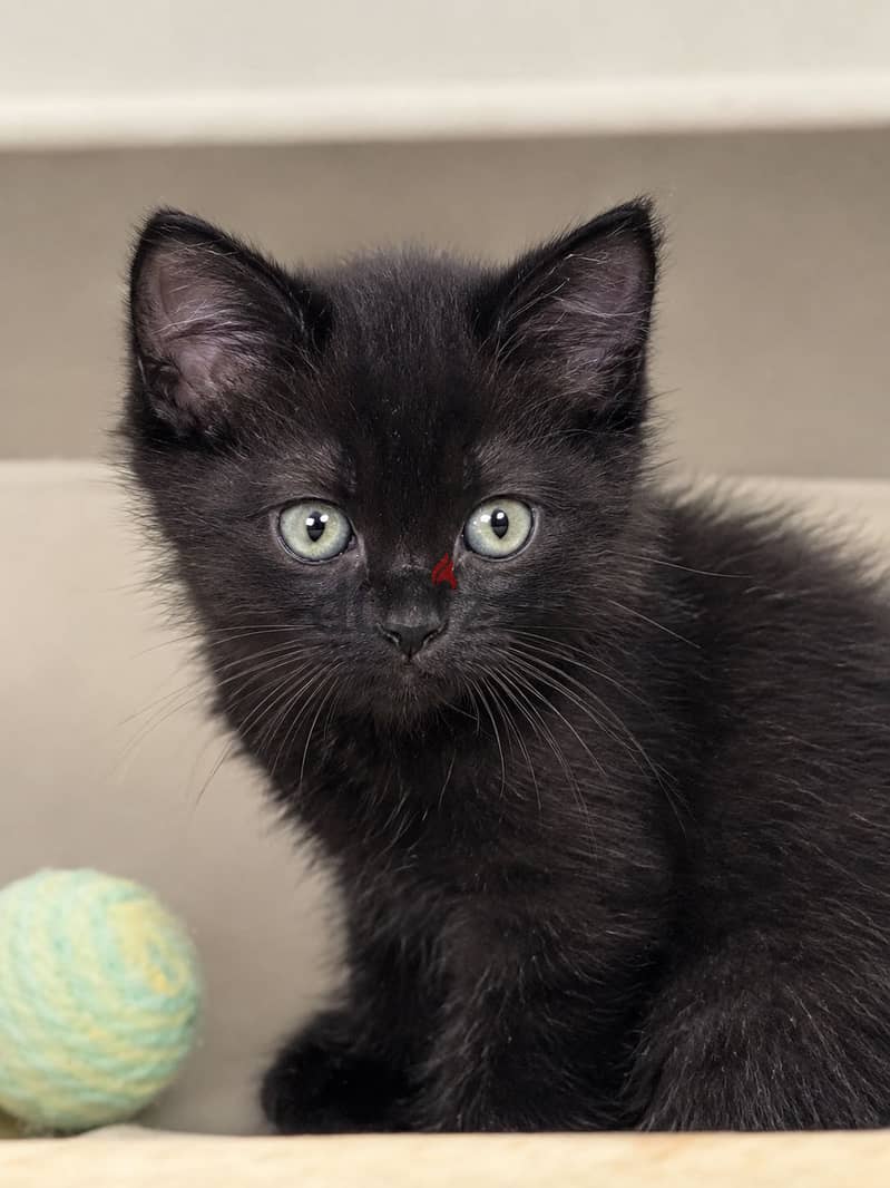 Kitten for sale free of cost 1