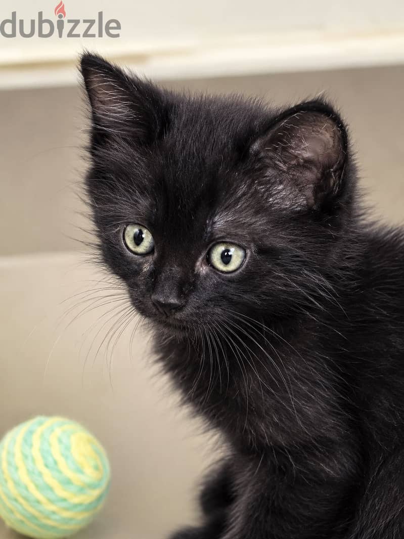 Kitten for sale free of cost 2