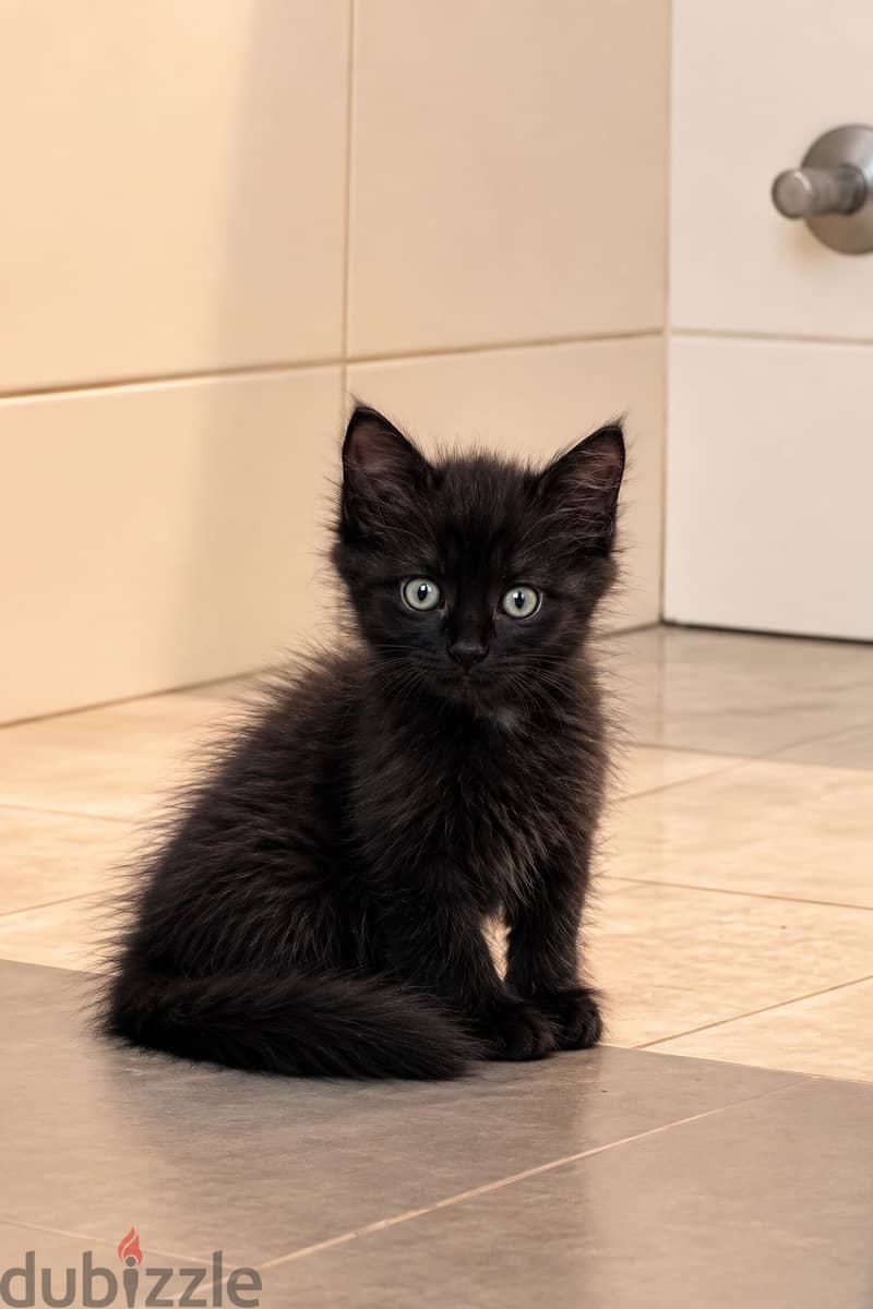 Kitten for sale free of cost 3