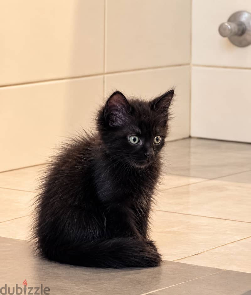 Kitten for sale free of cost 4