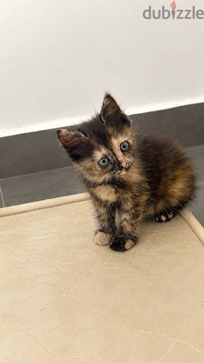 Kitten for sale free of cost 5