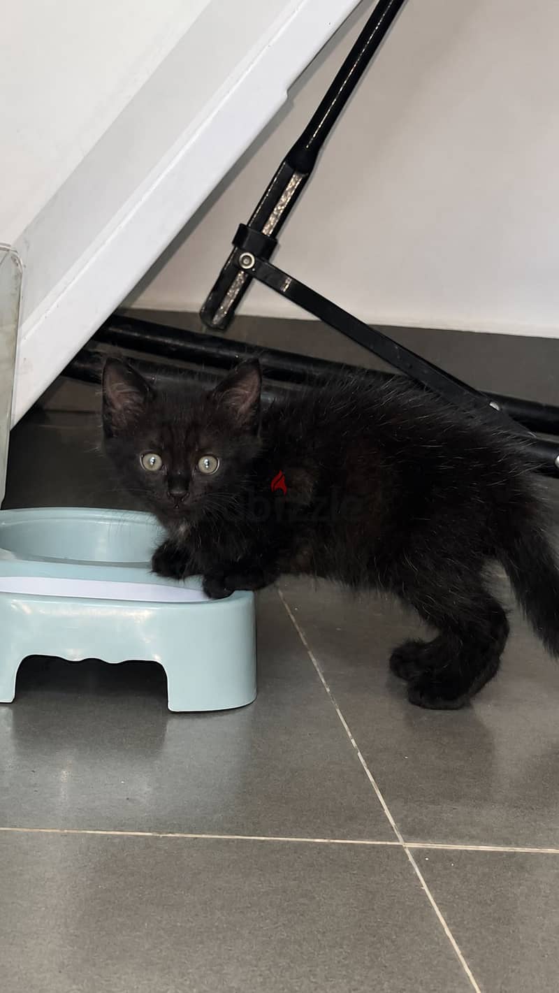 Kitten for sale free of cost 6