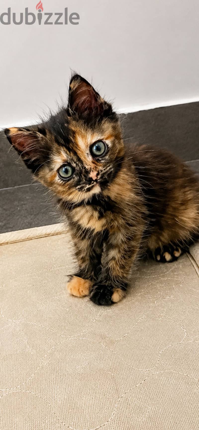 Kitten for sale free of cost 7