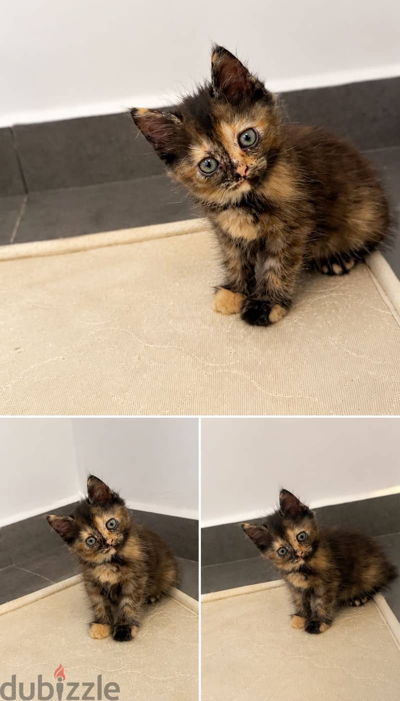 Kitten for sale free of cost 8