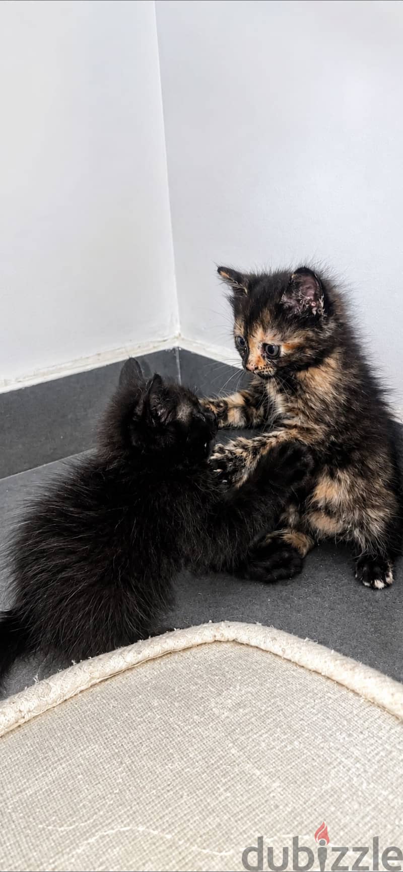 Kitten for sale free of cost 9