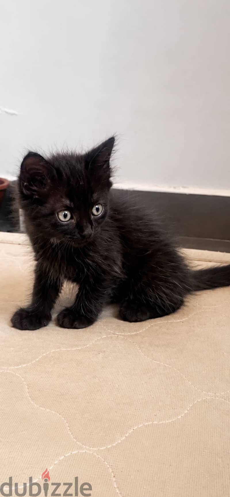 Kitten for sale free of cost 10
