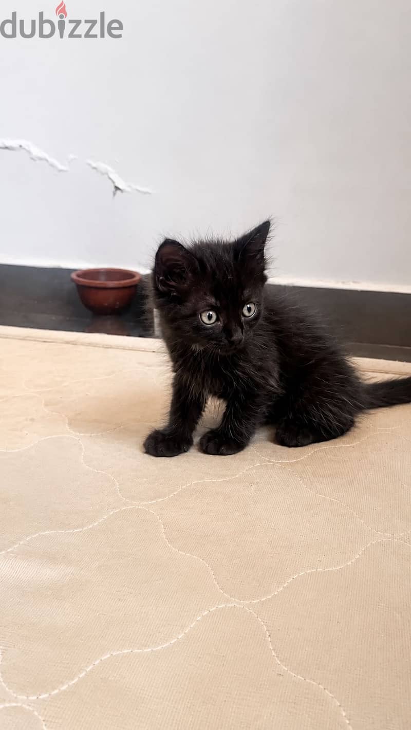 Kitten for sale free of cost 11
