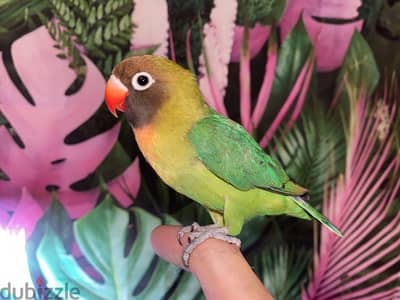 For Sale : Black-cheeked lovebird