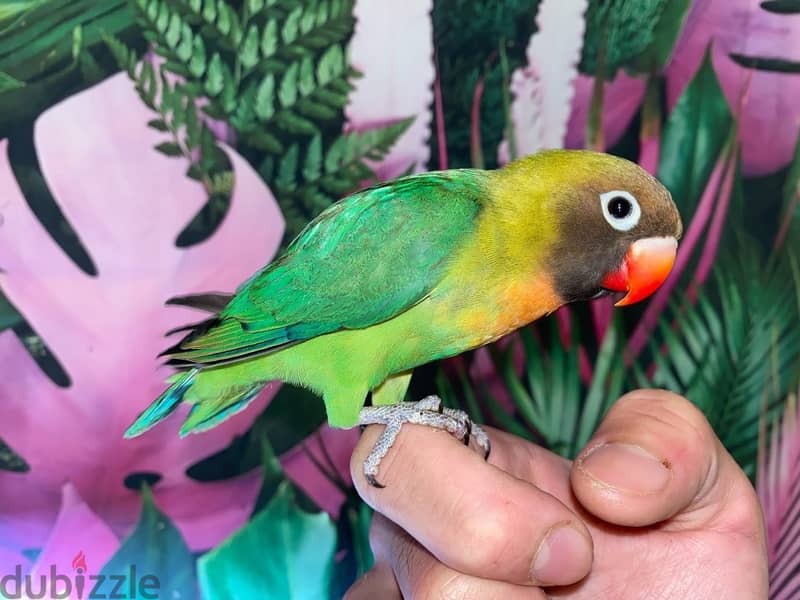 For Sale : Black-cheeked lovebird 1