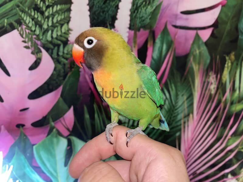For Sale : Black-cheeked lovebird 2
