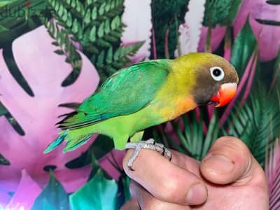 Black-cheeked lovebird
