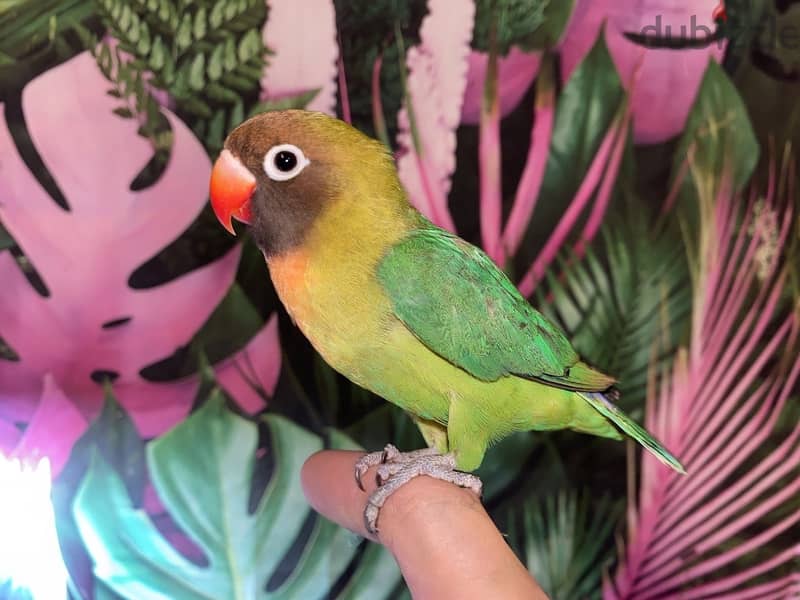 Black-cheeked lovebird 2