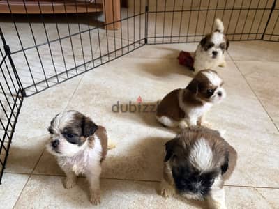 Pets for sale