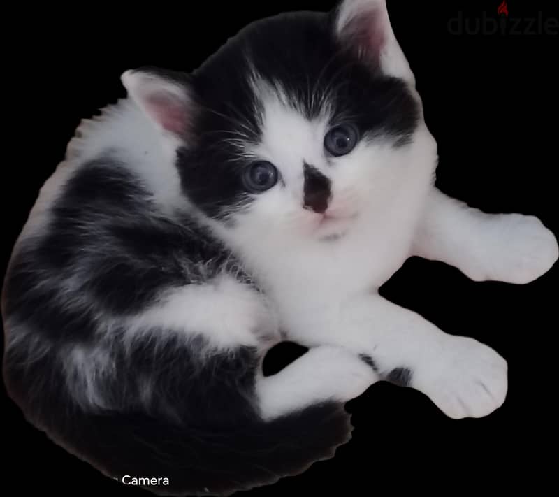 قطط صغيره البيع 2