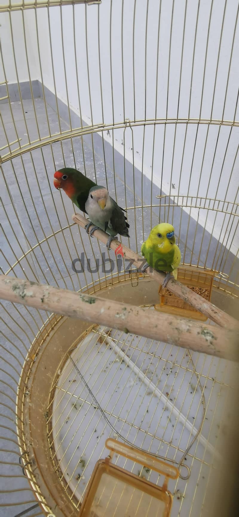 بيع طيور روز +بادجي+فيشر 2